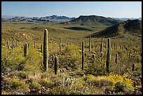 Vekol Mountains from Table Top Mountain. Sonoran Desert National Monument, Arizona, USA ( color)