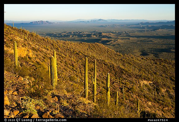 Table Mountain slopes with cactus. Sonoran Desert National Monument, Arizona, USA (color)