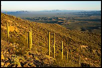 Table Mountain slopes with cactus. Sonoran Desert National Monument, Arizona, USA ( color)