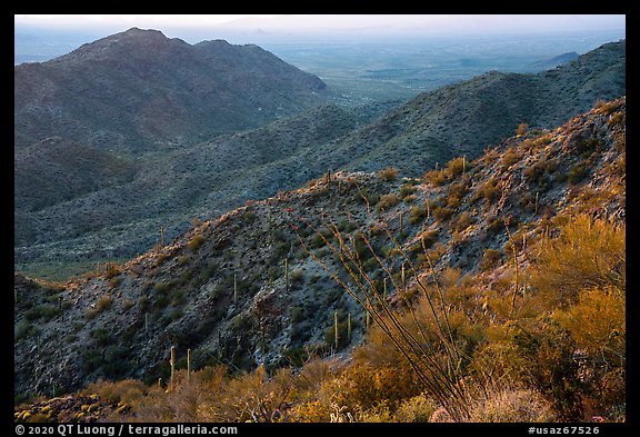 Ocotillo and slopes, Table Mountain. Sonoran Desert National Monument, Arizona, USA (color)