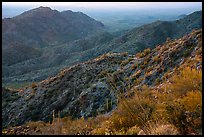 Ocotillo and slopes, Table Mountain. Sonoran Desert National Monument, Arizona, USA ( color)