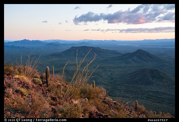 Ocotillo at sunset, Table Mountain Wilderness. Sonoran Desert National Monument, Arizona, USA (color)