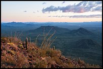 Ocotillo at sunset, Table Mountain Wilderness. Sonoran Desert National Monument, Arizona, USA ( color)