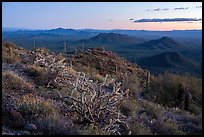 Cactus on Table Mountain at dusk. Sonoran Desert National Monument, Arizona, USA ( color)