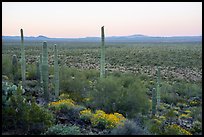 Cactus with bird on edge of Vekol Valley at dawn. Sonoran Desert National Monument, Arizona, USA ( color)