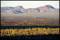 Sand Tank Mountains at sunrise above Vekol Valley. Sonoran Desert National Monument, Arizona, USA ( color)