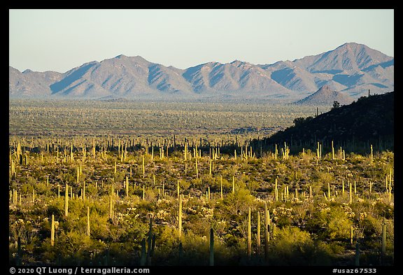 Dense cactus forest in Vekol Valley and Maricopa Mountains. Sonoran Desert National Monument, Arizona, USA (color)