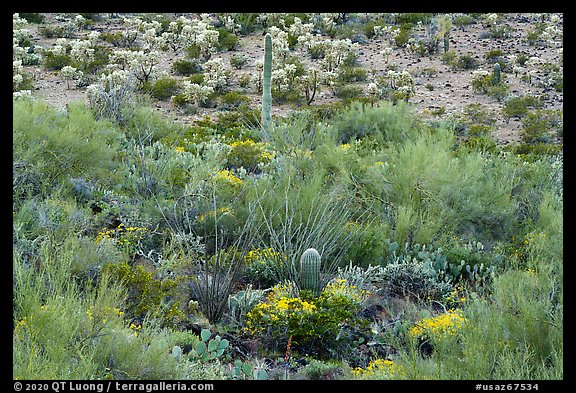 Sonoran desert vegetation. Sonoran Desert National Monument, Arizona, USA (color)