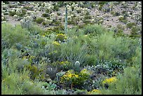 Sonoran desert vegetation. Sonoran Desert National Monument, Arizona, USA ( color)