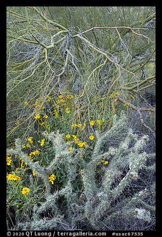 Cactus, Brittlebush flowers, and Palo Verde. Sonoran Desert National Monument, Arizona, USA