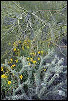 Cactus, Brittlebush flowers, and Palo Verde. Sonoran Desert National Monument, Arizona, USA ( color)