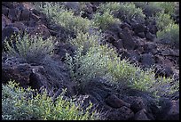 Shrubs and lava rocks. Sonoran Desert National Monument, Arizona, USA ( color)