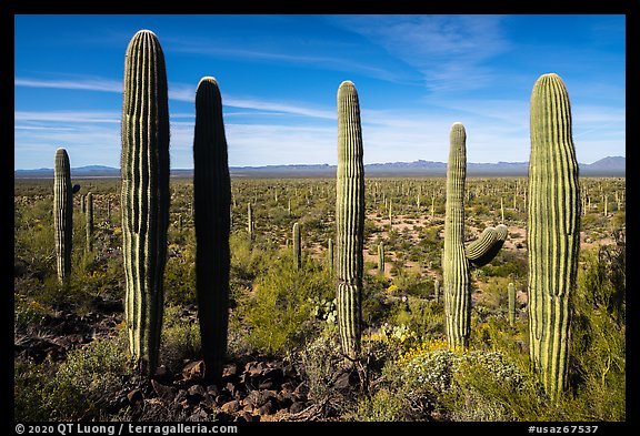 Cactus and Vekol Valley. Sonoran Desert National Monument, Arizona, USA (color)