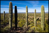 Cactus and Vekol Valley. Sonoran Desert National Monument, Arizona, USA ( color)