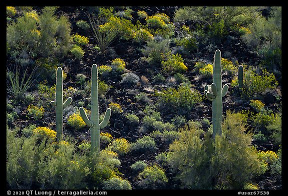 Volcanic rock slope with backlit saguaro and shrubs. Sonoran Desert National Monument, Arizona, USA (color)