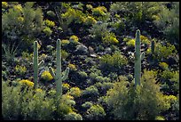 Volcanic rock slope with backlit saguaro and shrubs. Sonoran Desert National Monument, Arizona, USA ( color)