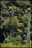 Ocotillo, Saguaro Cactus, and shrubs on slope. Sonoran Desert National Monument, Arizona, USA ( color)