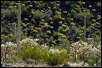Buckhorn Cholla Cactus, Saguaros, and lava slope with blooms. Sonoran Desert National Monument, Arizona, USA ( color)
