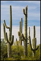 Group of multi-armed Saguaro cacti. Sonoran Desert National Monument, Arizona, USA ( color)