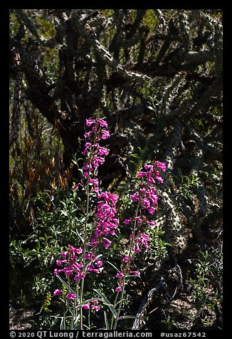 Pink flower and cactus. Sonoran Desert National Monument, Arizona, USA (color)