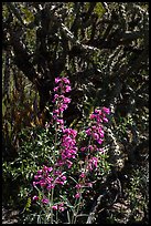 Pink flower and cactus. Sonoran Desert National Monument, Arizona, USA ( color)