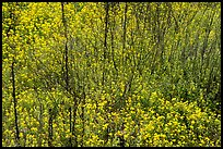 Carpet of yellow wildflowers with bare branches. Sonoran Desert National Monument, Arizona, USA ( color)