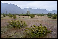 Short grasses and shurbs in rainy Margie Cove. Sonoran Desert National Monument, Arizona, USA ( color)