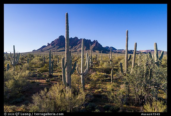Saguaro cactus forest on Ragged Top North bajada. Ironwood Forest National Monument, Arizona, USA