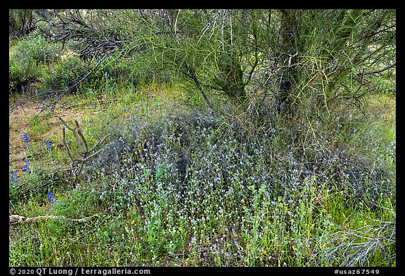 Wildflowers below Palo Verde. Ironwood Forest National Monument, Arizona, USA (color)