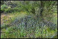 Wildflowers below Palo Verde. Ironwood Forest National Monument, Arizona, USA ( color)