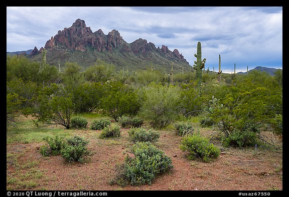 Shrubs and Ragged Top Mountain. Ironwood Forest National Monument, Arizona, USA (color)