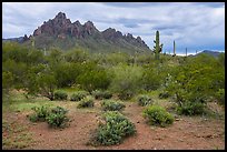 Shrubs and Ragged Top Mountain. Ironwood Forest National Monument, Arizona, USA ( color)