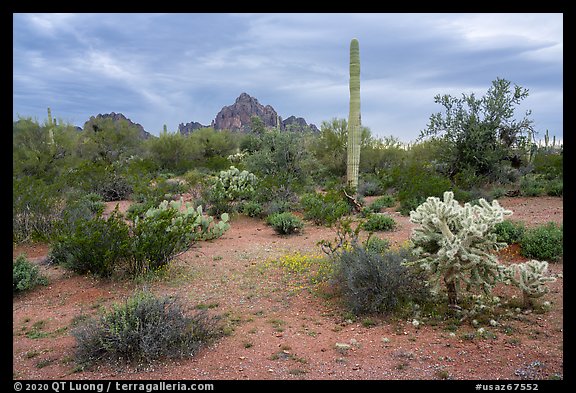 Desert floor in springtime and Ragged Top Mountain. Ironwood Forest National Monument, Arizona, USA (color)