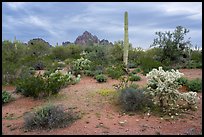 Desert floor in springtime and Ragged Top Mountain. Ironwood Forest National Monument, Arizona, USA ( color)