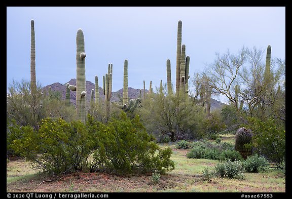 Creosote and saguaro cactus. Ironwood Forest National Monument, Arizona, USA (color)
