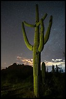 Saguaro cactus, Ragged Top profile, and starry sky. Ironwood Forest National Monument, Arizona, USA ( color)