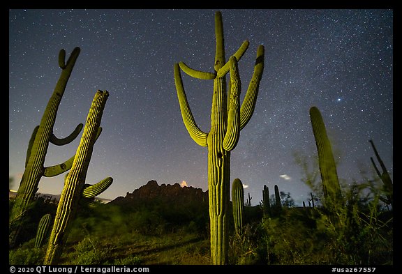 Saguaro cactus, Ragged Top, and starry sky at night. Ironwood Forest National Monument, Arizona, USA (color)