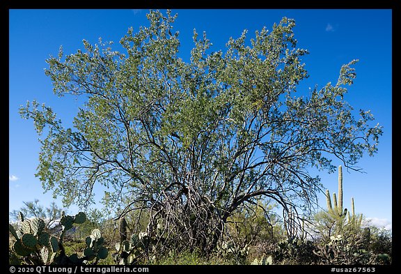 Ironwood tree and cactus. Ironwood Forest National Monument, Arizona, USA (color)
