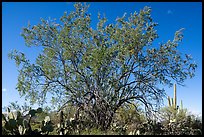 Ironwood tree and cactus. Ironwood Forest National Monument, Arizona, USA ( color)