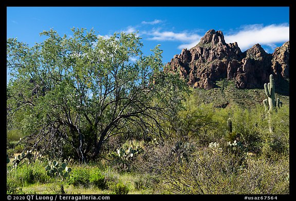 Ironwood tree and Ragged Top. Ironwood Forest National Monument, Arizona, USA (color)