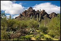 Cactus, Palo Verde, and Ragged Top Mountain. Ironwood Forest National Monument, Arizona, USA ( color)