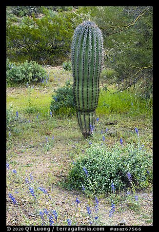 Lupine and young Saguaro cactus. Ironwood Forest National Monument, Arizona, USA (color)