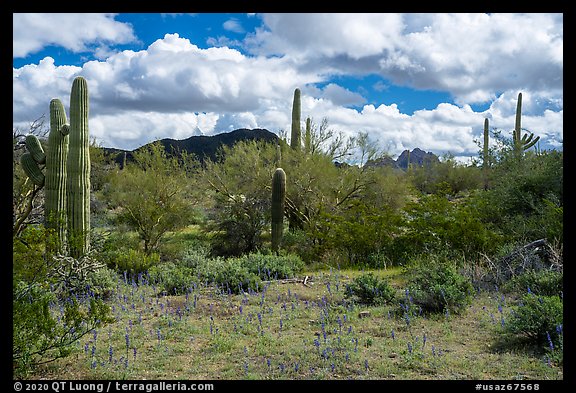 Desert floor with lupine and Quartzite Peak. Ironwood Forest National Monument, Arizona, USA (color)