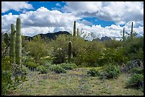 Desert floor with lupine and Quartzite Peak. Ironwood Forest National Monument, Arizona, USA ( color)