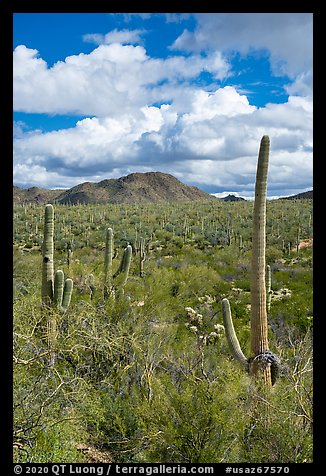 Bajada with cactus and Quartzite Peak. Ironwood Forest National Monument, Arizona, USA (color)