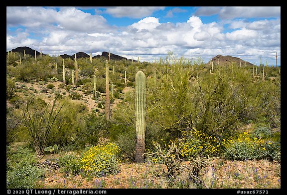 Brittlebush in bloom, cactus, and Palo Verde. Ironwood Forest National Monument, Arizona, USA (color)