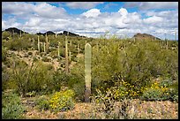 Brittlebush in bloom, cactus, and Palo Verde. Ironwood Forest National Monument, Arizona, USA ( color)