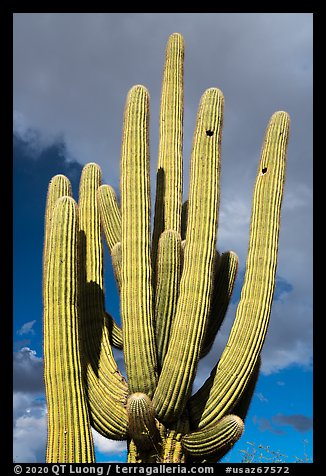 Multiple arms of saguaro cactus. Ironwood Forest National Monument, Arizona, USA (color)