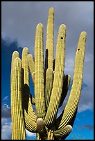 Multiple arms of saguaro cactus. Ironwood Forest National Monument, Arizona, USA ( color)