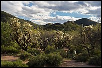 Cholla cactus and Cocoraque Butte. Ironwood Forest National Monument, Arizona, USA ( color)